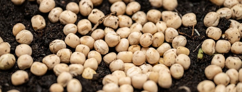 Billede der viser frø, der spirer